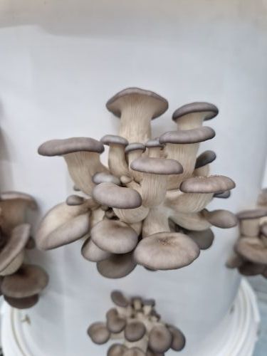 Grijze Oesterzwam 500 gram