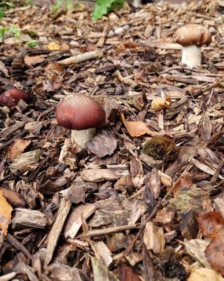 Paddenstoelen in je Tuin