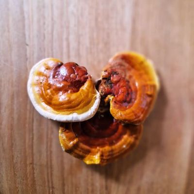 Gedroogde Paddenstoelen