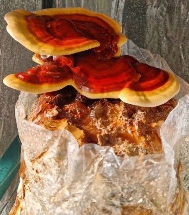 Reishi Kweekset - Zelf medicinale paddenstoelen kweken