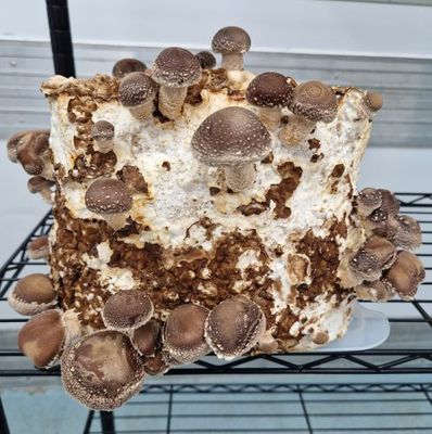 Shiitake Kweekset - Zelf Paddenstoelen Kweken