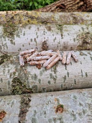 Deuvelbroed voor Populierleemhoed (Pioppino) - Zelf paddenstoelen kweken in je tuin