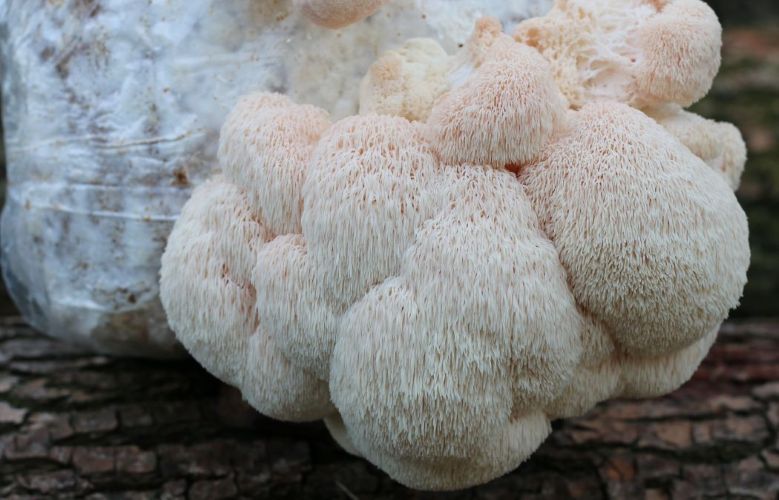 Lion's Mane Kweekset - Zelf paddenstoelen kweken - Smart Mushroom - Pruikzwam