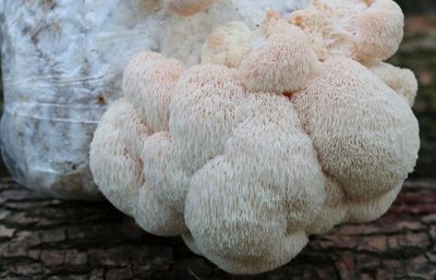 Lion's Mane Kweekset - Zelf paddenstoelen kweken - Smart Mushroom - Pruikzwam