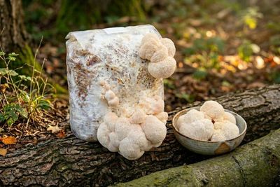 Pruikzwam (lion's mane) kweekset