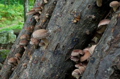 Cursus: Paddenstoelen kweken in je (moes)tuin (31 mei)