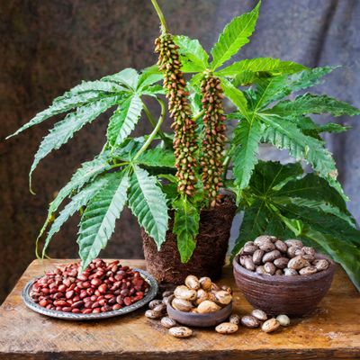 Herbs