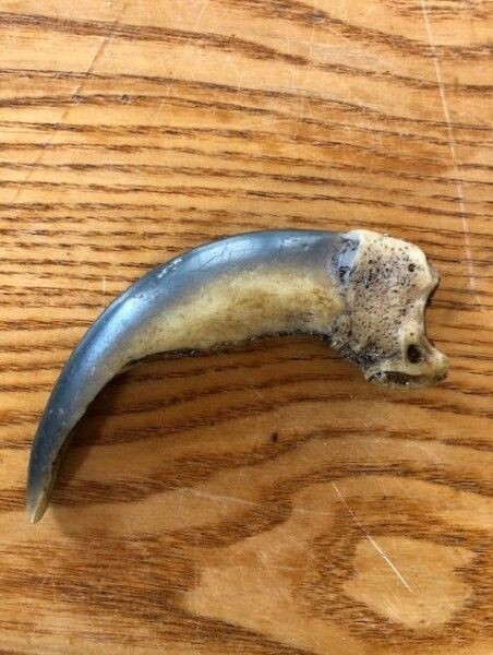 Replica Grizzly Claw