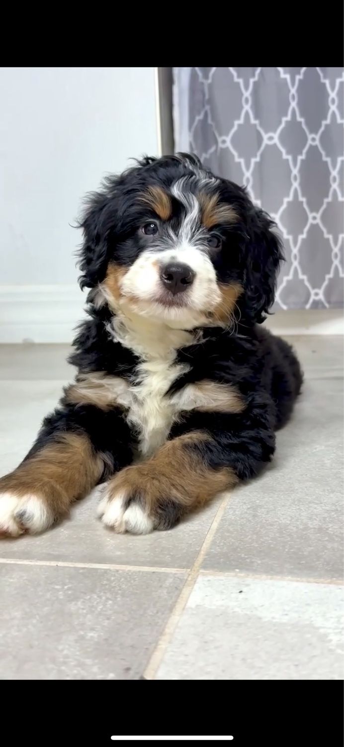Bernedoodle Upcoming Litter