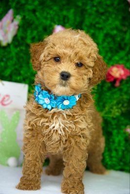 Ginger