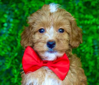Oscar(RESERVED)