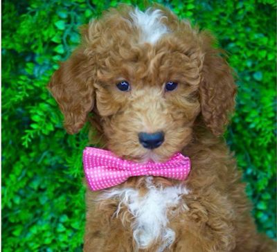 Toby