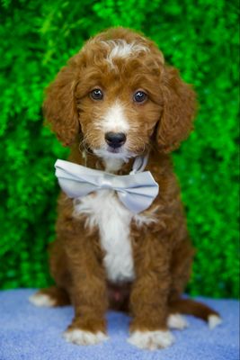 Benji
