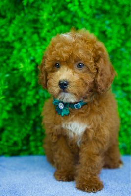 Marley
