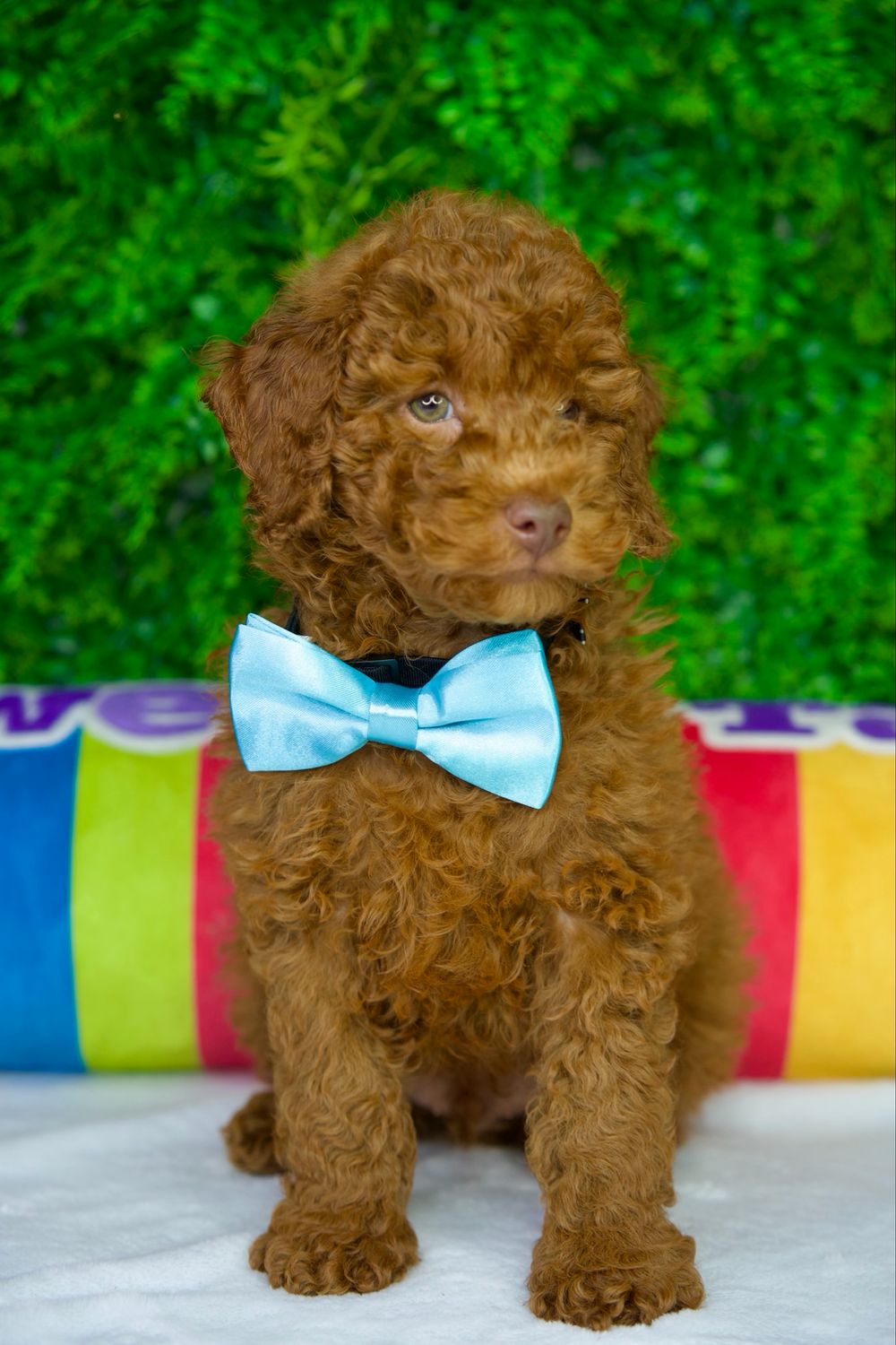 Prince