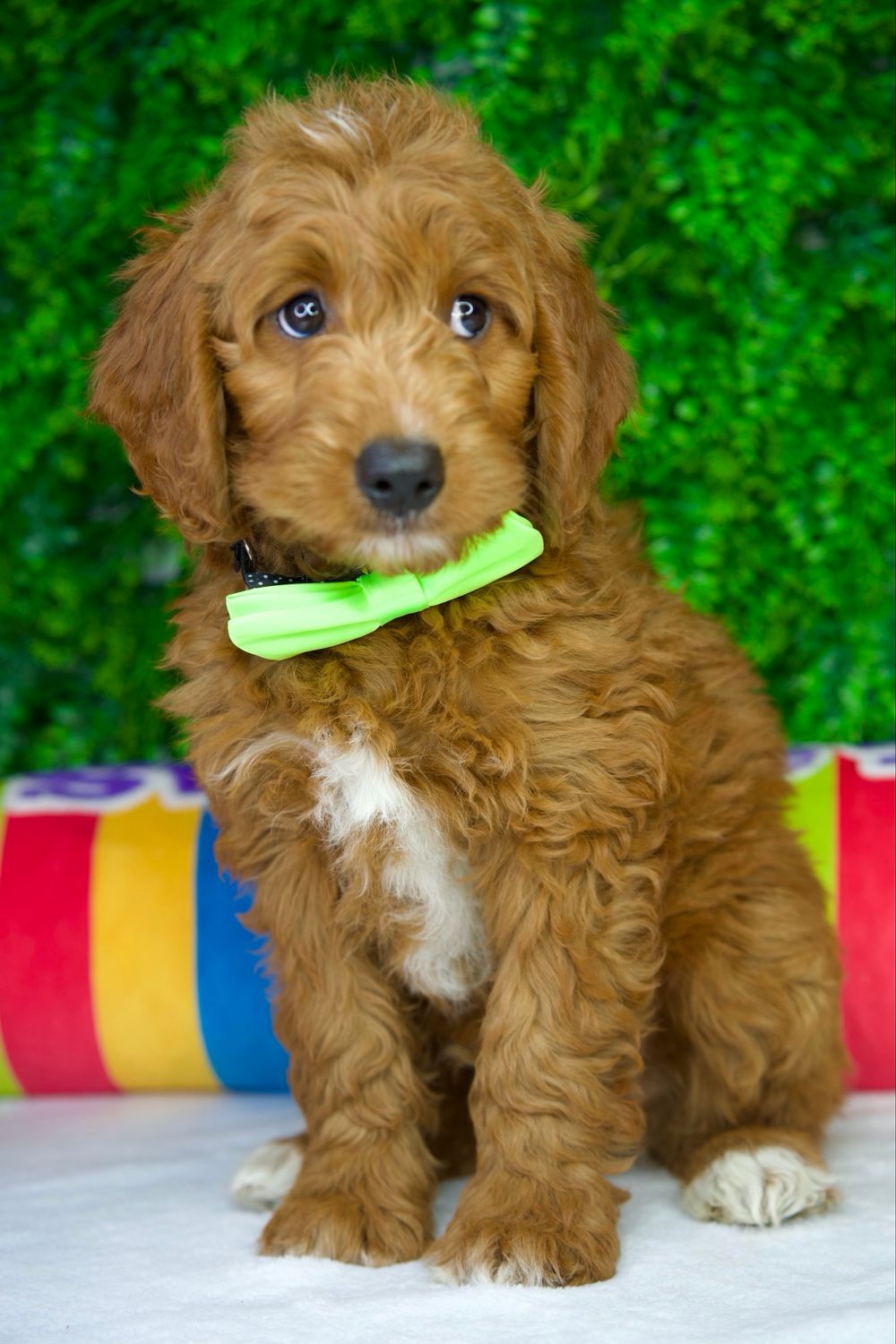 Bentley