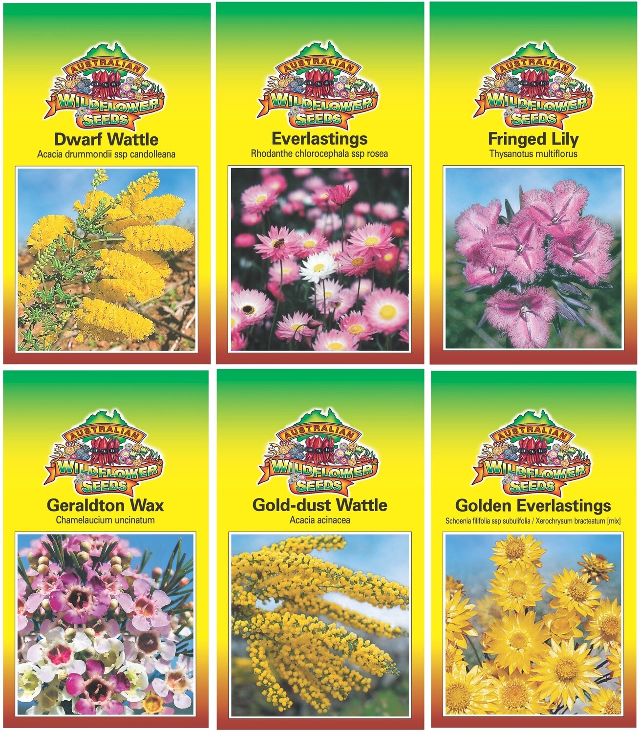buy plant seeds online Buy Best Quality Coleus Rainbow Mixed Flower Seeds Online – Organicbazar main image 0