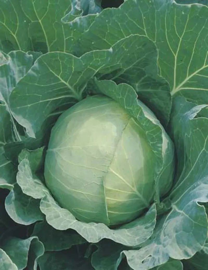 Cabbage Seeds