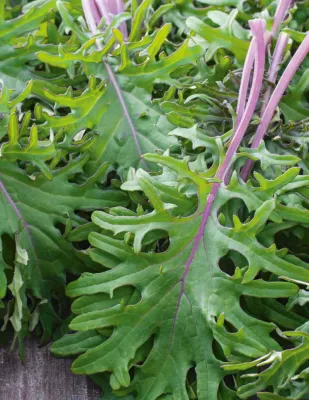 Kale Seeds