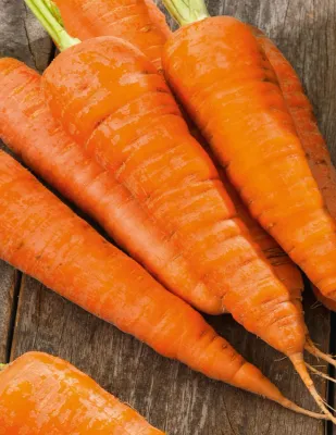 Carrot Seeds