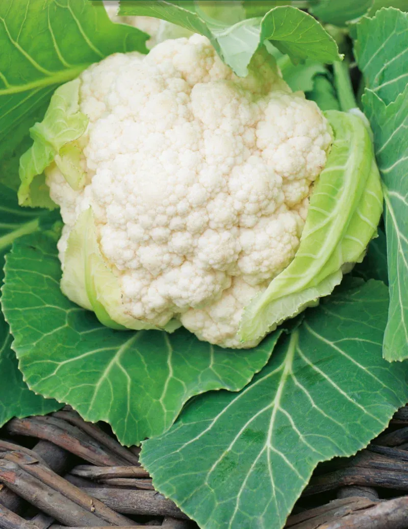 Cauliflower Seeds