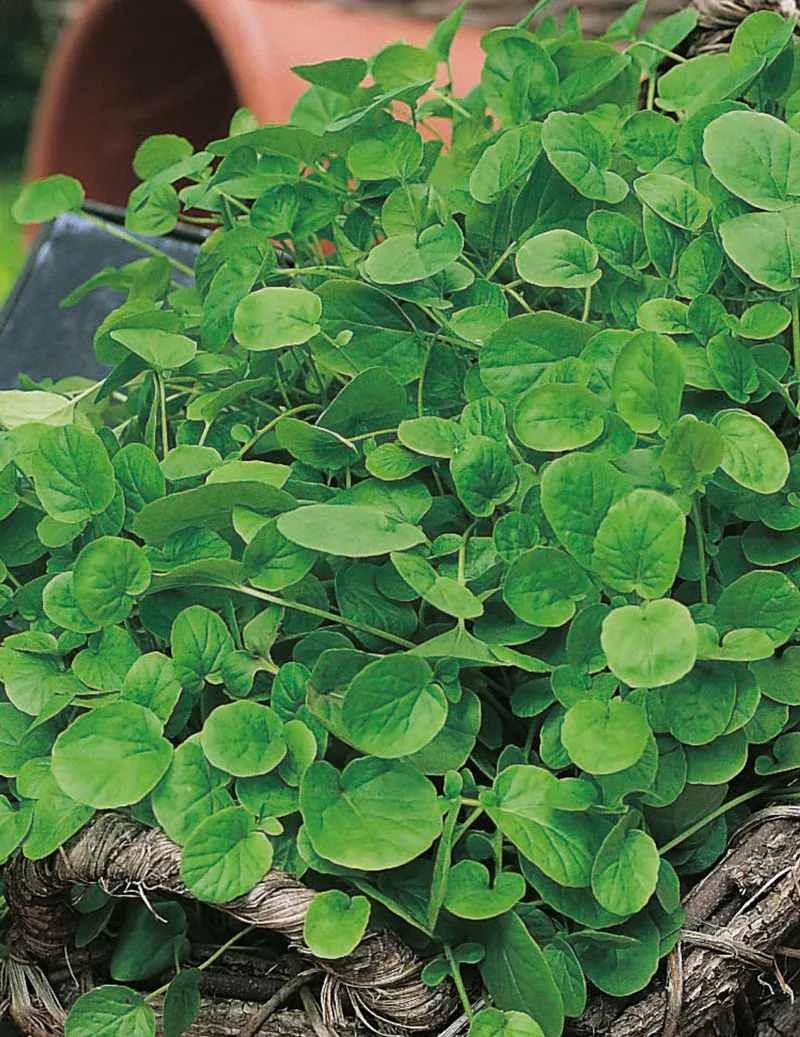 Land Cress Seeds