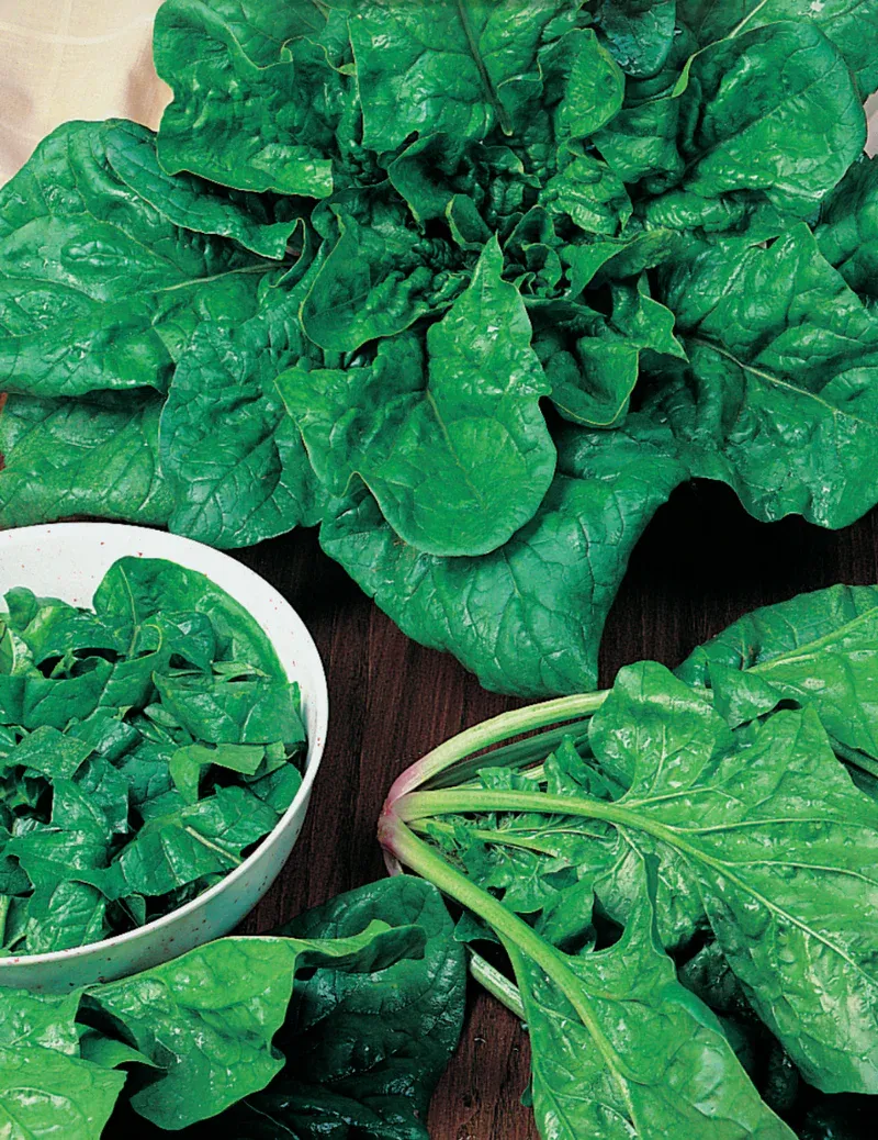 Spinach Seeds