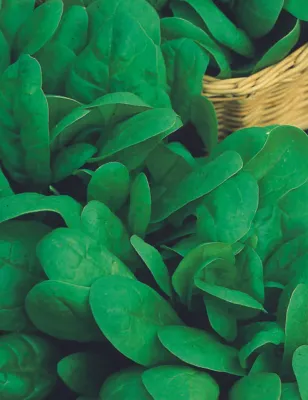 Spinach Seeds