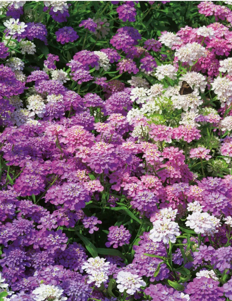 Candytuft Seeds