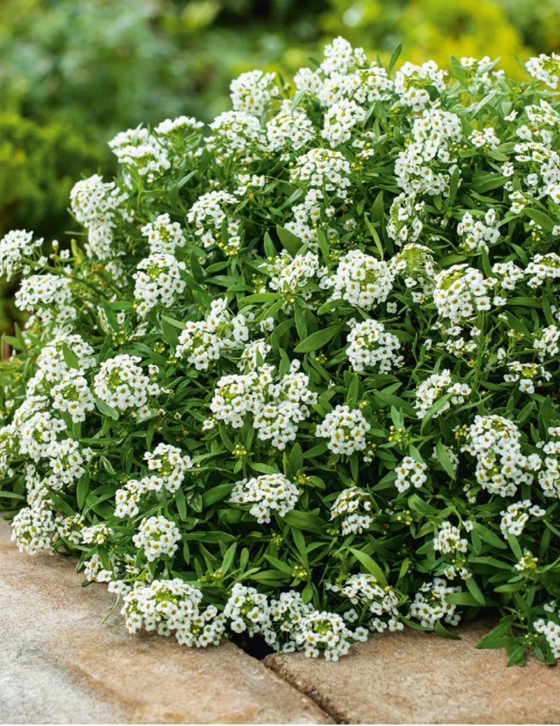 Alyssum