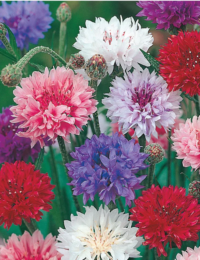 Cornflower Seeds