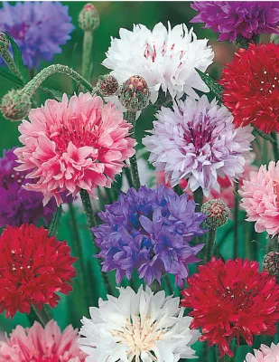 Cornflower Seeds