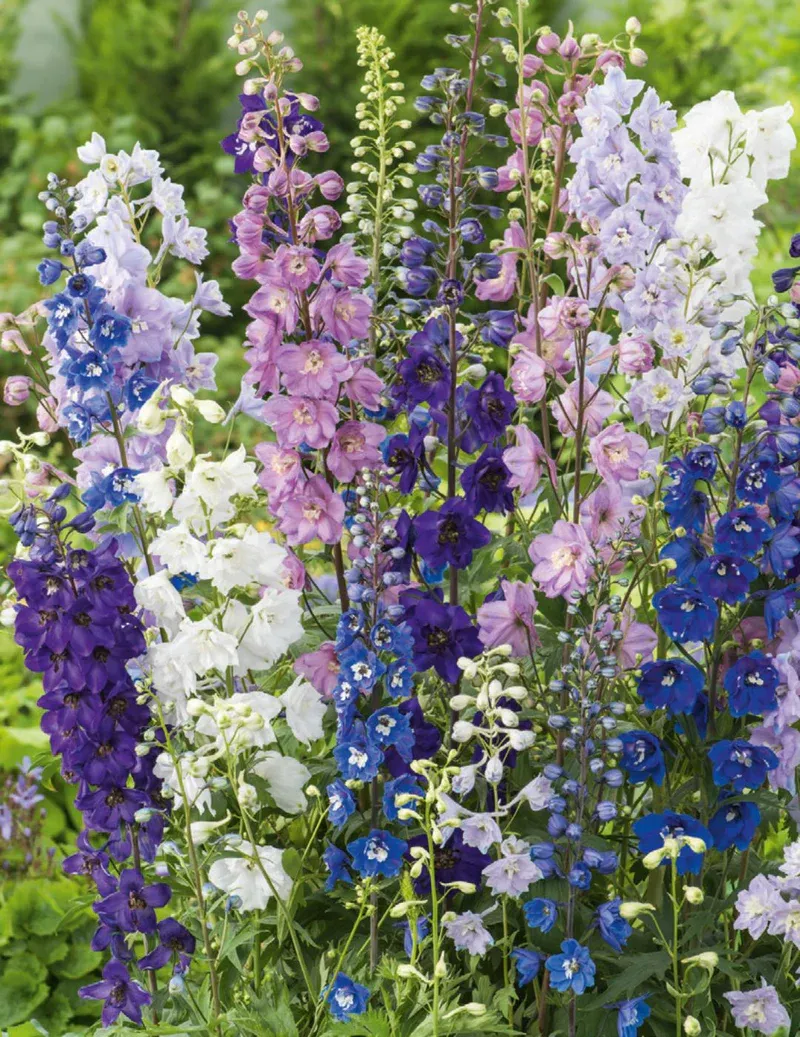 Delphinium Seeds