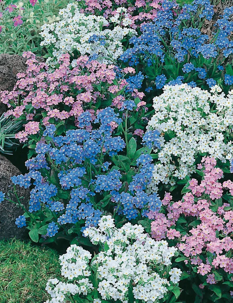 Forget-Me-Not