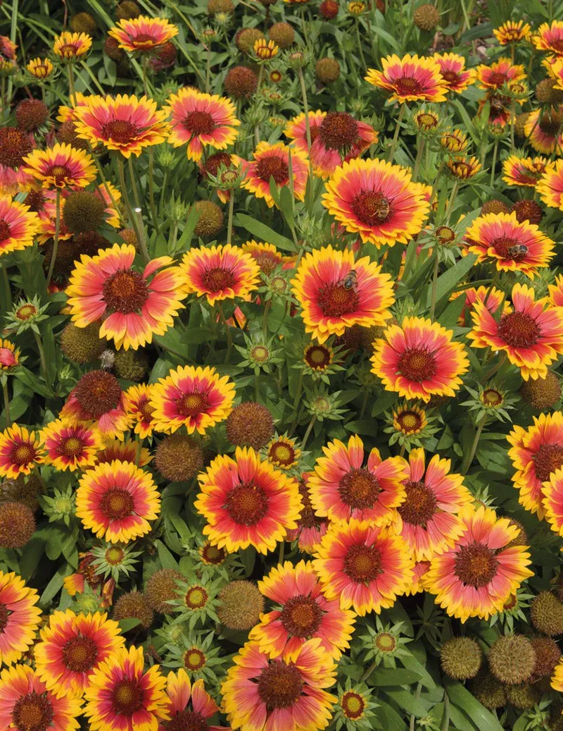 Gaillardia Seeds