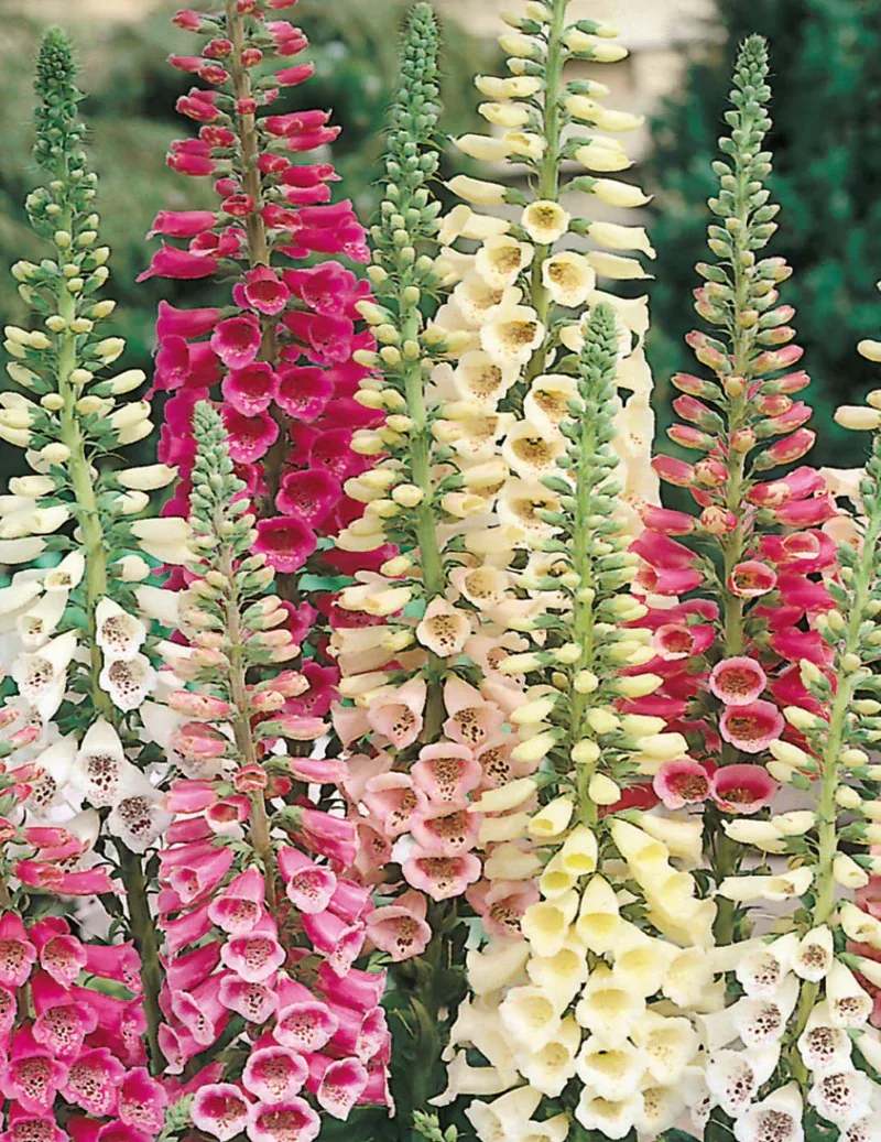 Foxglove Seeds