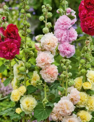 Hollyhock Seeds
