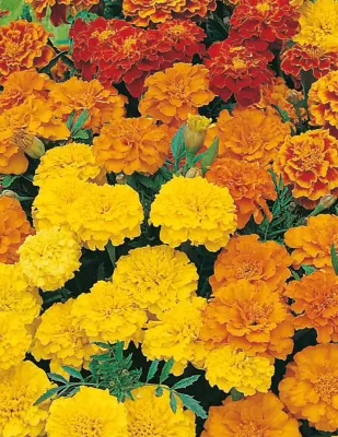 Marigold Seeds