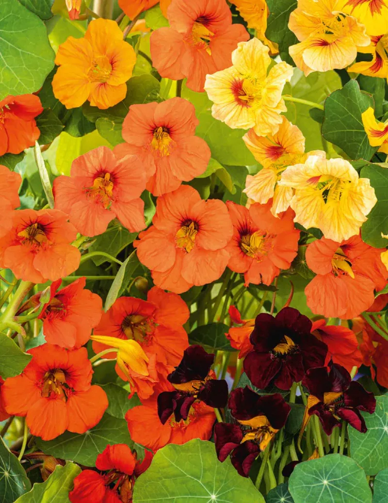 Nasturtium Seeds