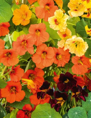 Nasturtium Seeds