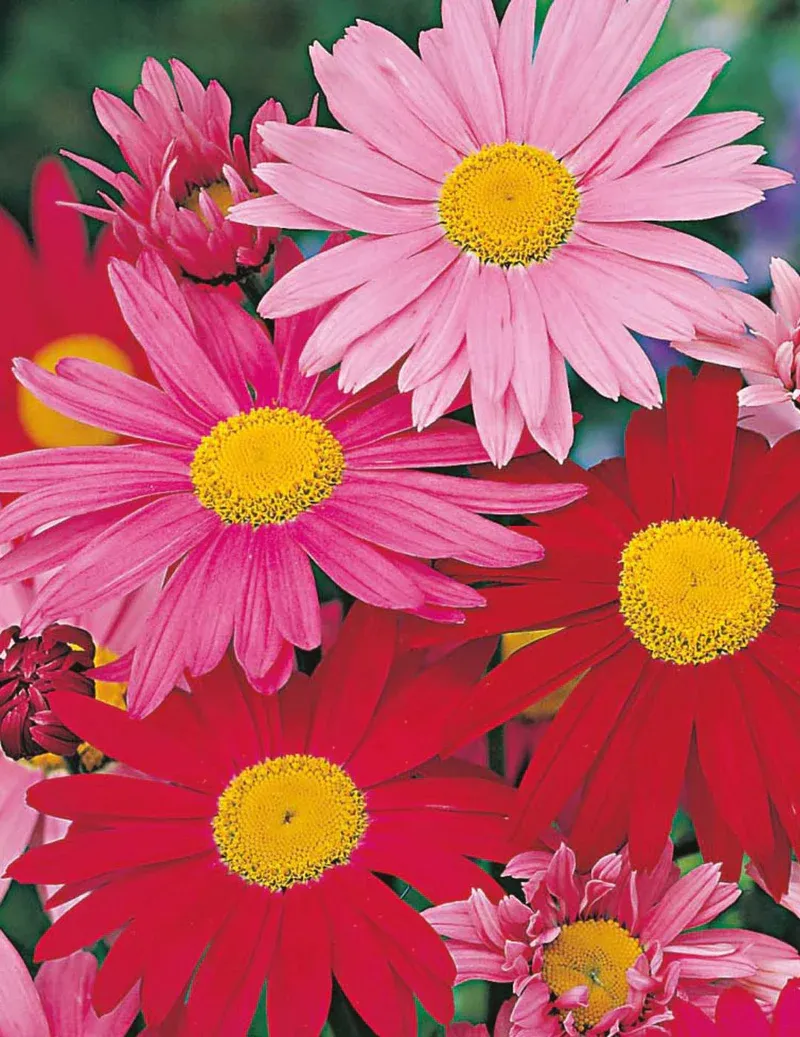 Painted Daisy Seeds