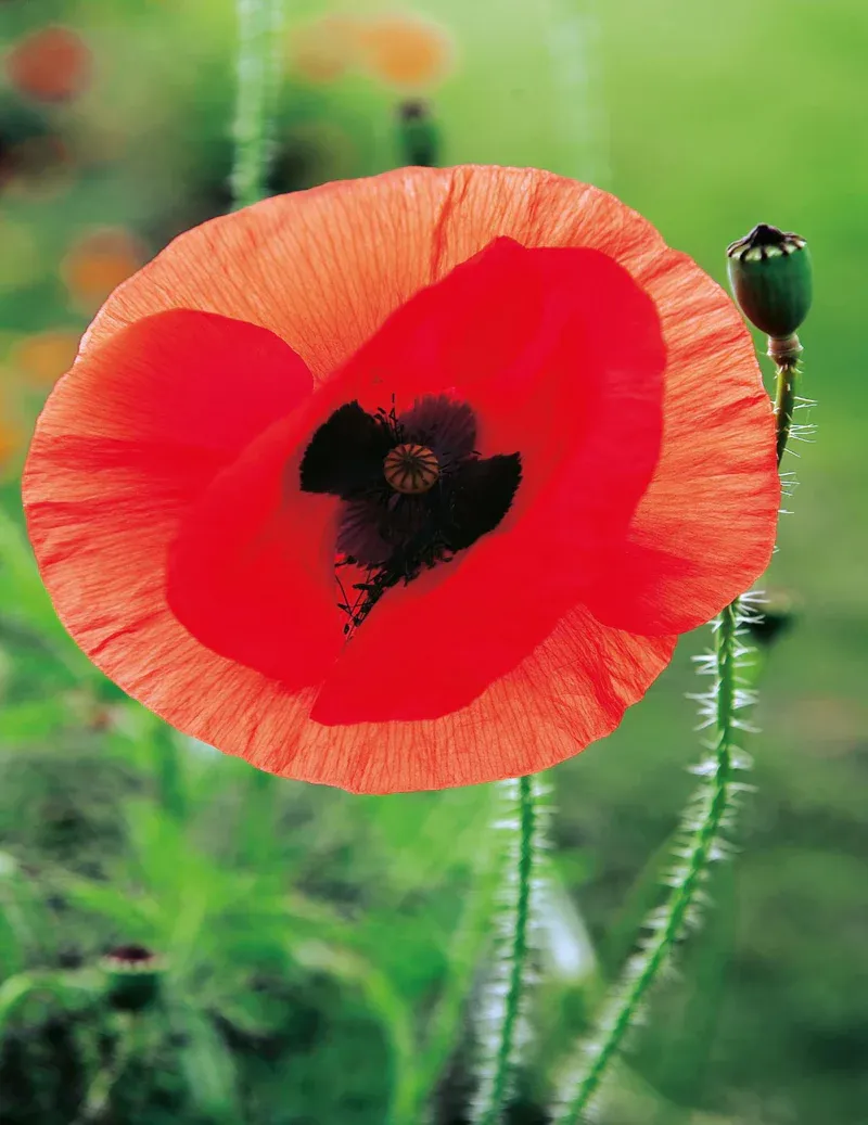 Poppy Seeds