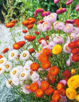 Strawflower Seeds