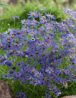 Swan River Daisy Seeds