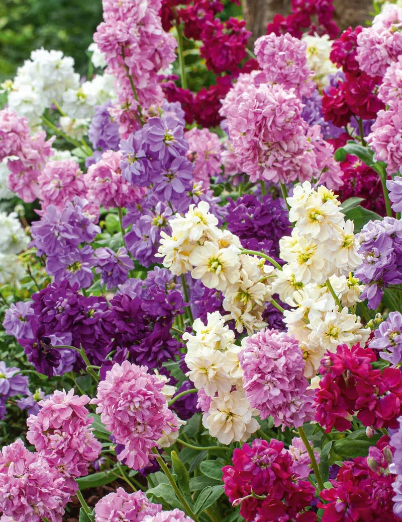 Stock Seeds