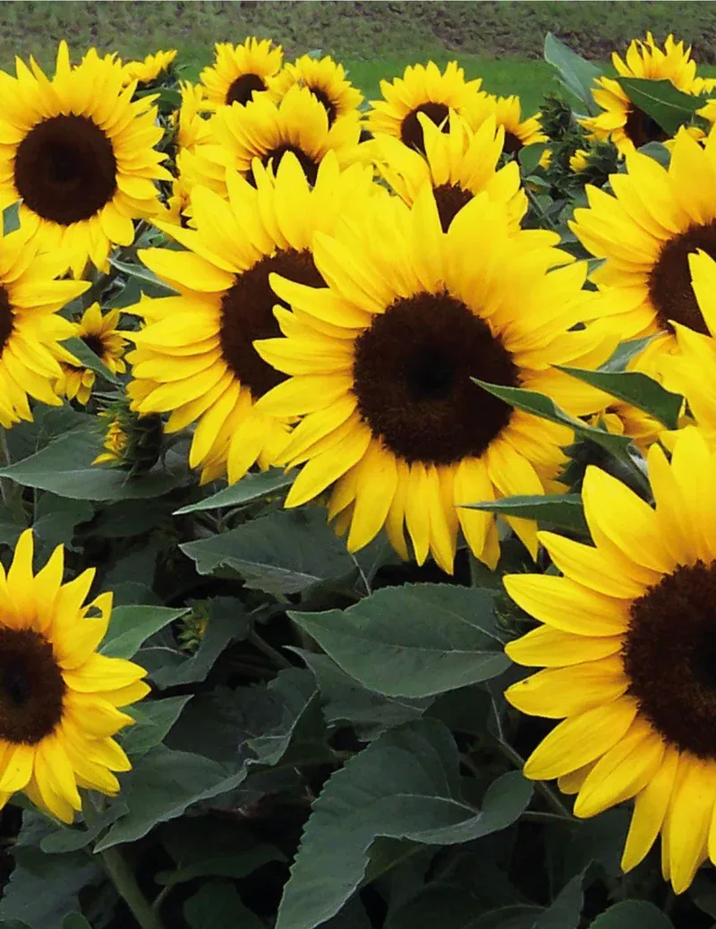 Sunflower Seeds