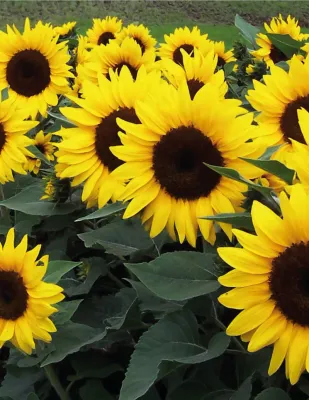 Sunflower Seeds