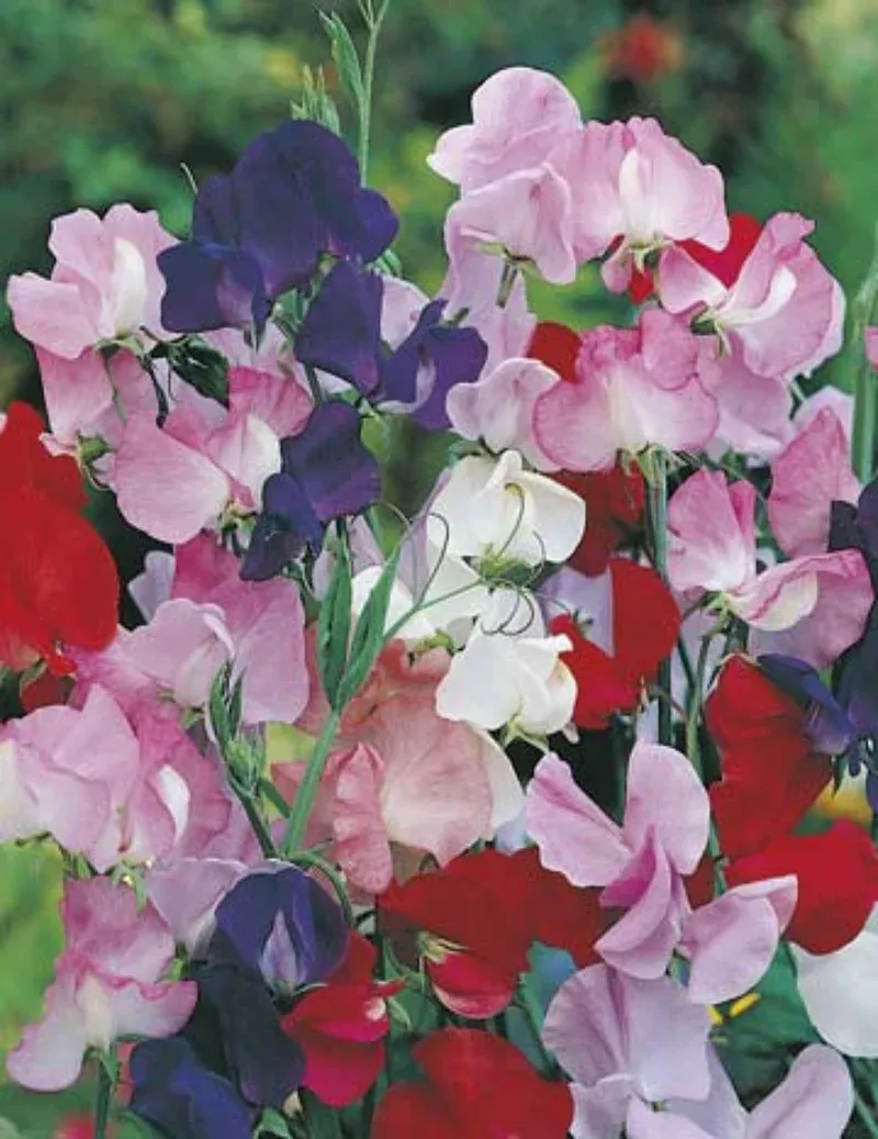 Sweet Pea