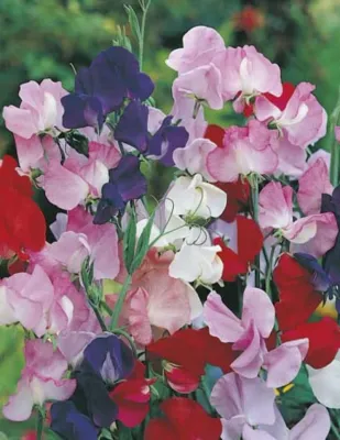 Sweet Pea