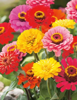 Zinnia Seeds